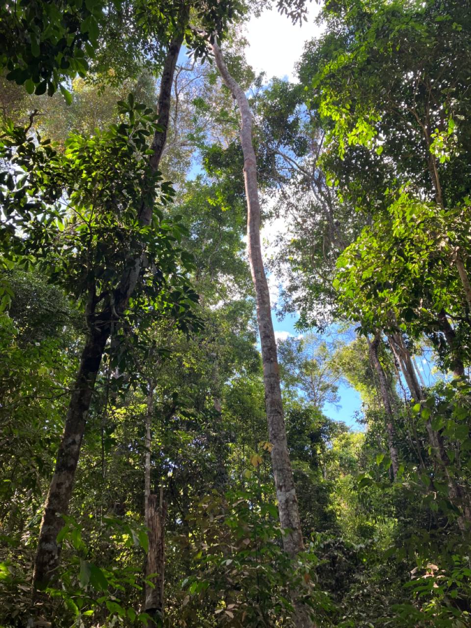 Brazilian Amazon REDD+